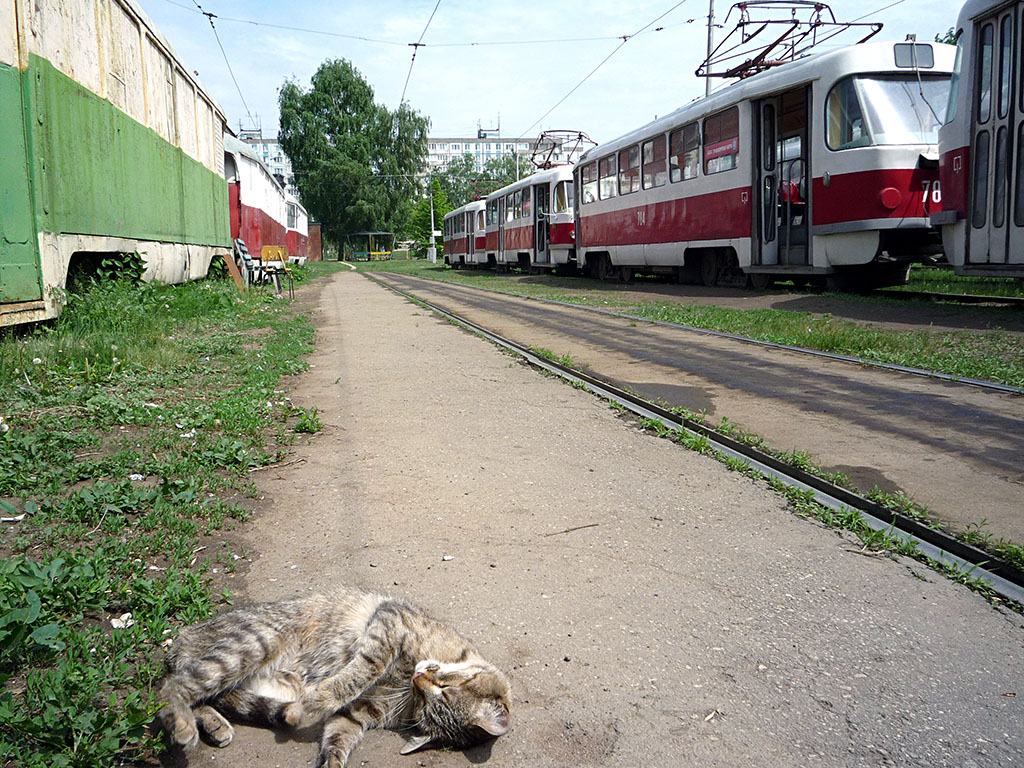 Samara — Gorodskoye tramway depot; Transport and animals