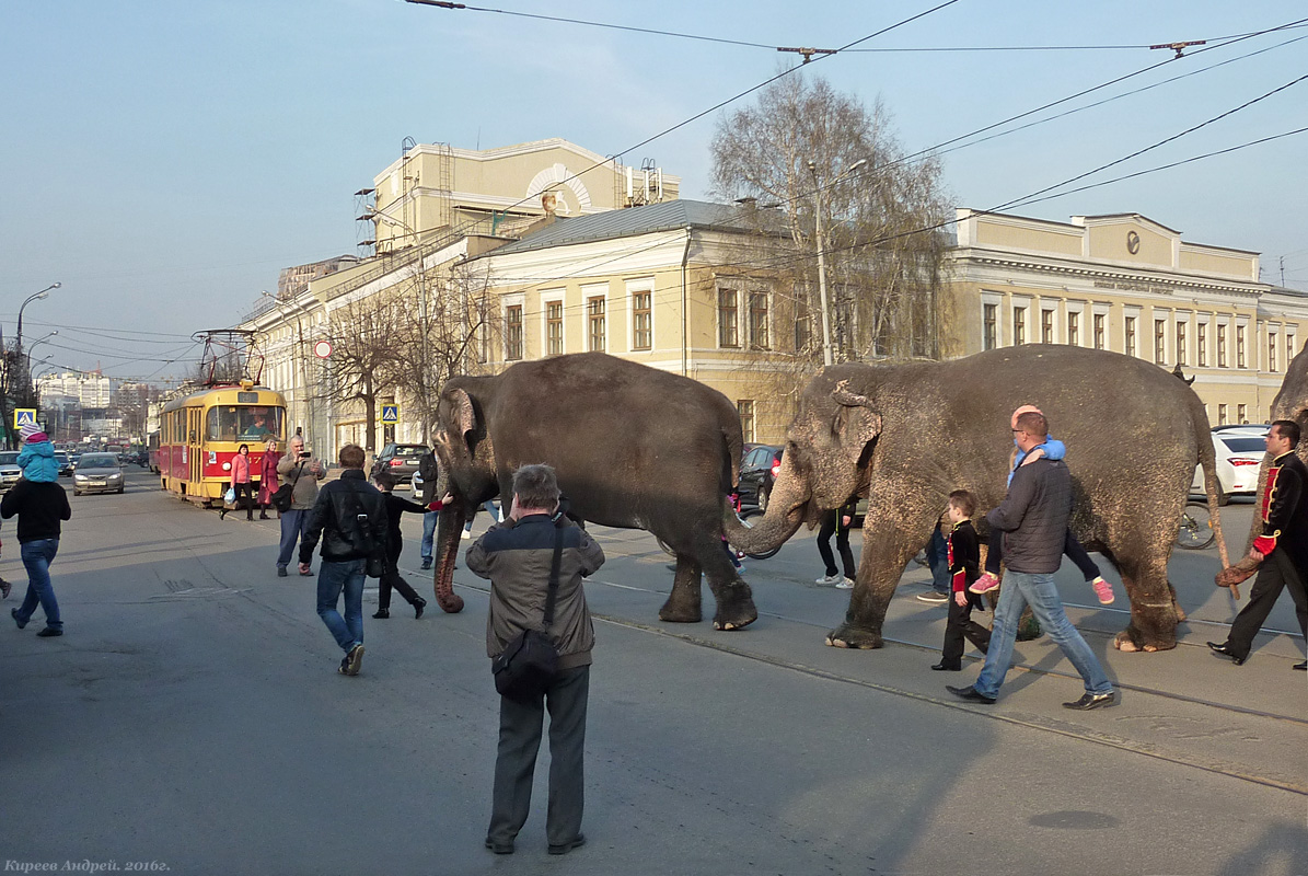 Орёл — Разные фотографии; Транспорт и животные