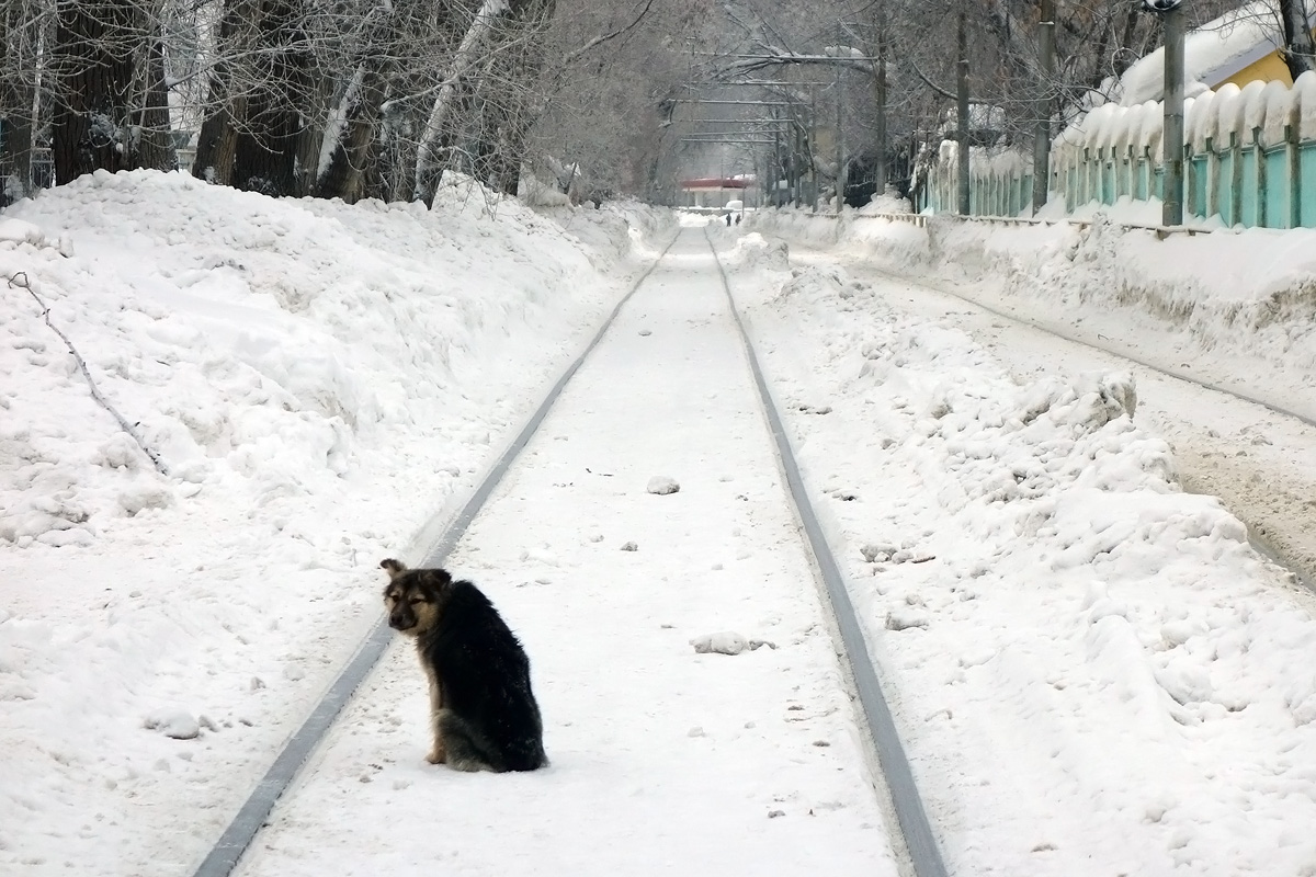 Саратов — Трамвайные линии; Транспорт и животные