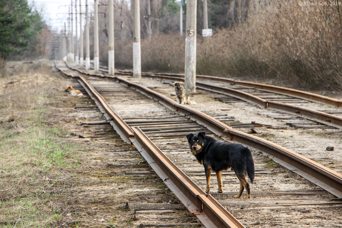 Kursk — Miscellaneous photos; Transport and animals