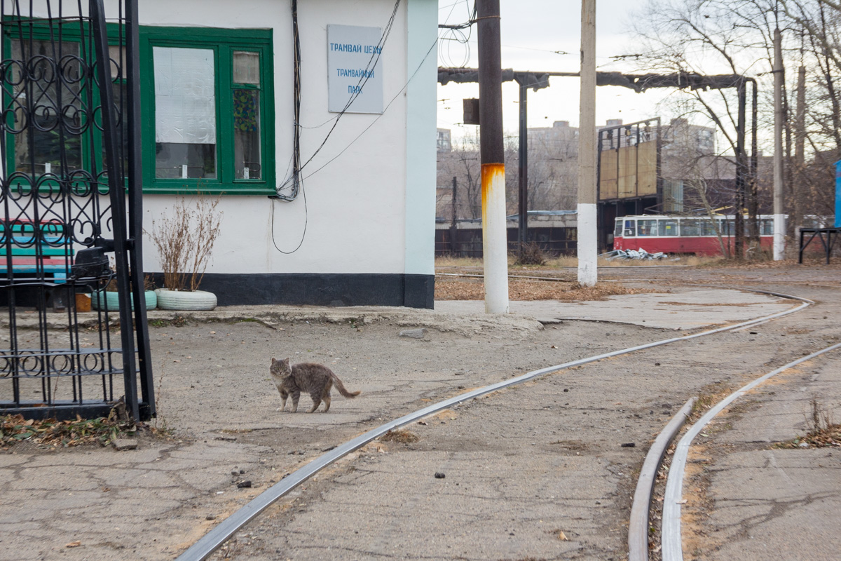 Темиртау — Трамвайный парк; Транспорт и животные