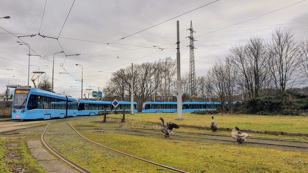 Острава — Трамвайные линии и инфраструктура; Транспорт и животные