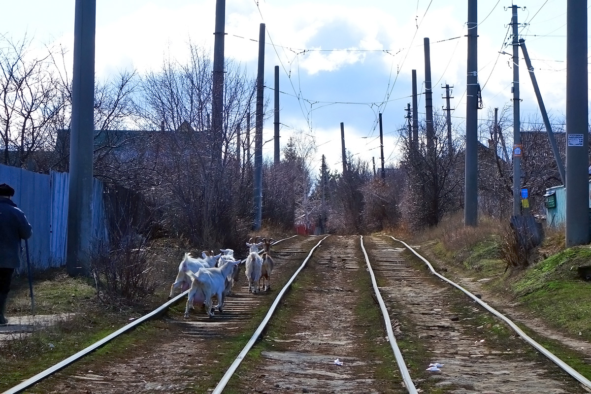 Saratov — Tramlines; Transport and animals