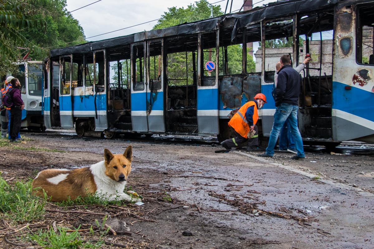 Днепр, 71-608КМ № 2227; Днепр — ДТП и аварии; Транспорт и животные