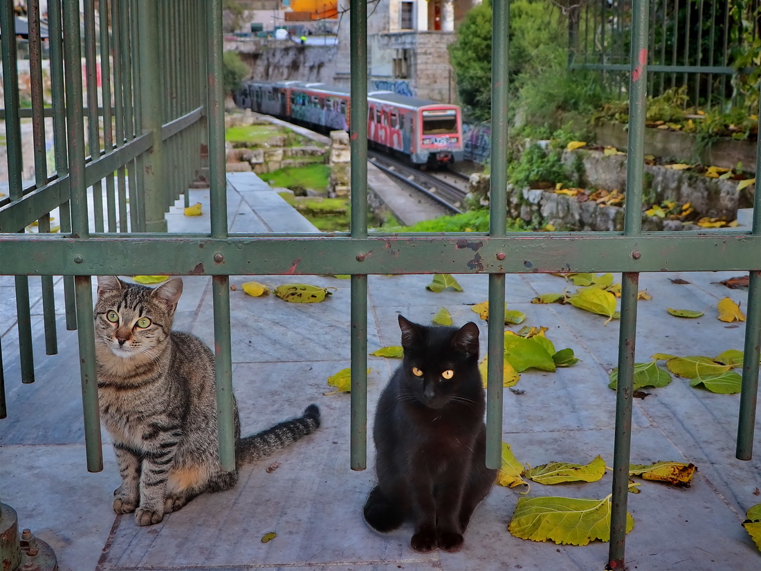 Athen — Metro — 1st line; Transport and animals