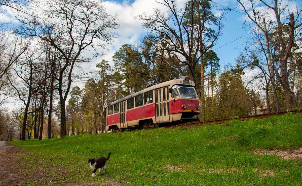 Kijiva, Tatra T3SU № 5836; Transport and animals