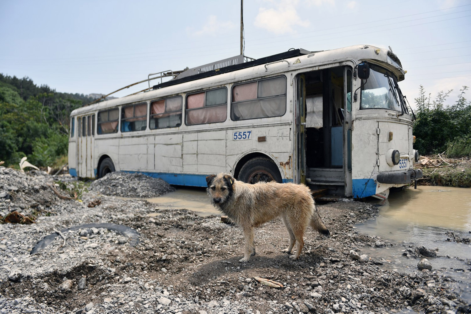 Крымский троллейбус — Последствия наводнения в Ялте 18 июня 2021 года.; Транспорт и животные