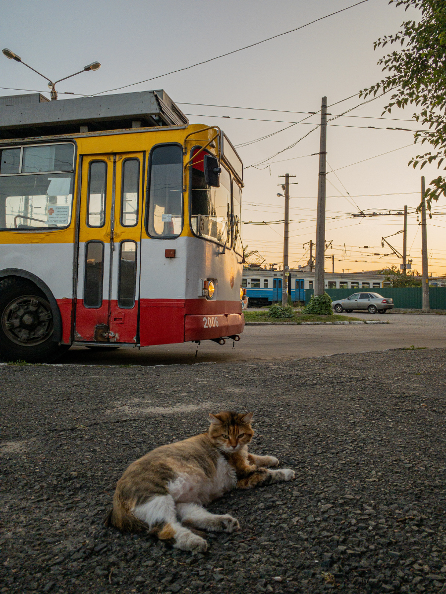 Одесса — Разные фотографии; Транспорт и животные