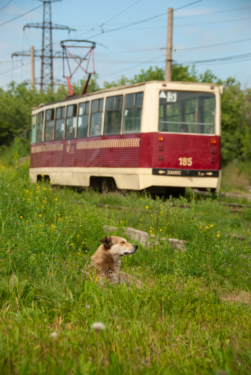 Транспорт и животные