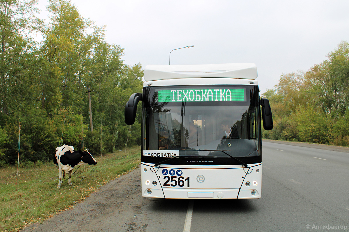 Chelyabinsk, UTTZ-6241.01 “Gorozhanin” № 2561; Transport and animals