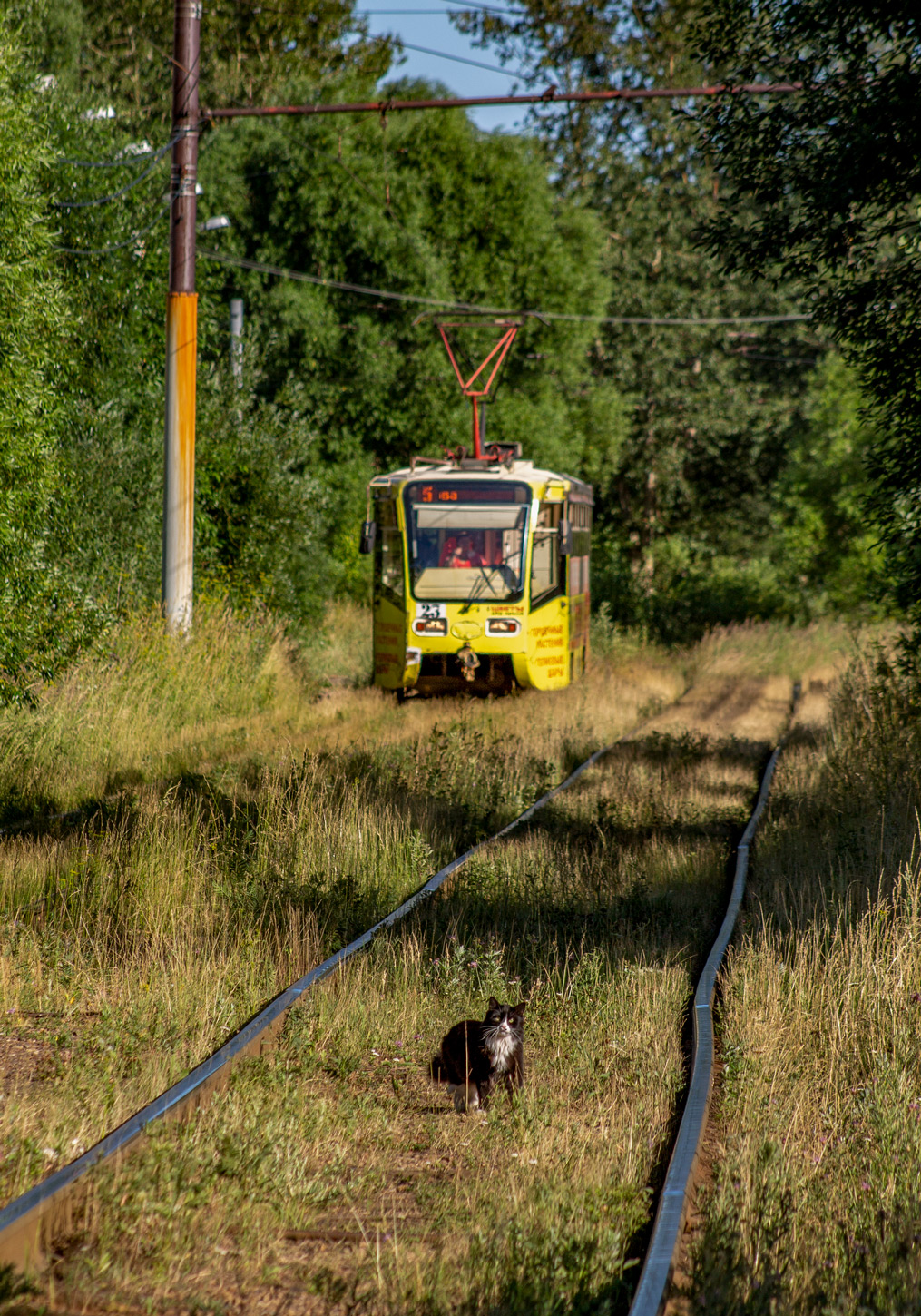 Iaroslavl — Tramway lines; Transport and animals