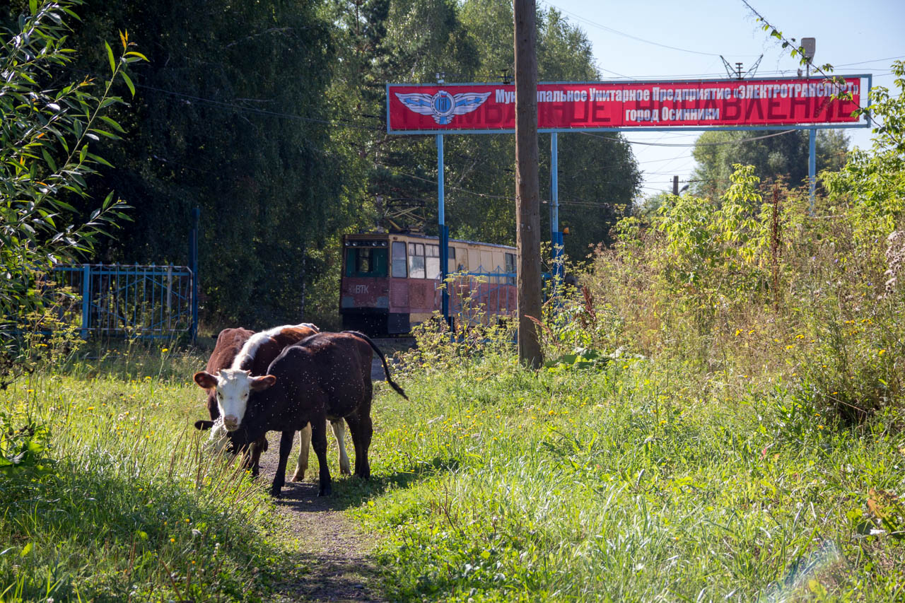 Транспорт и животные