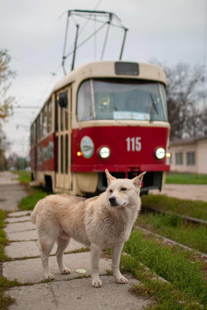 Транспорт и животные