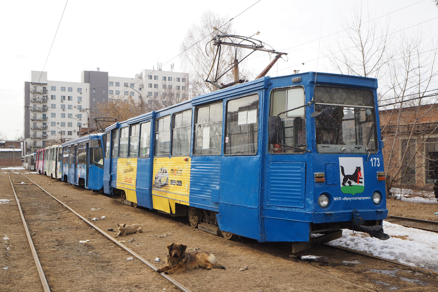 Иркутск, 71-605 (КТМ-5М3) № 173; Транспорт и животные