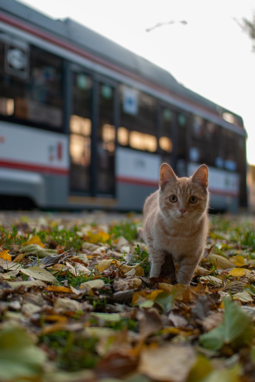 Краснодар — Разные фотографии; Транспорт и животные