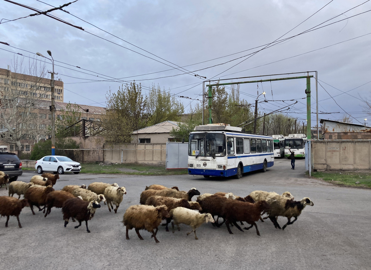 Транспорт и животные; Ереван — Троллейбусные линии и инфраструктура