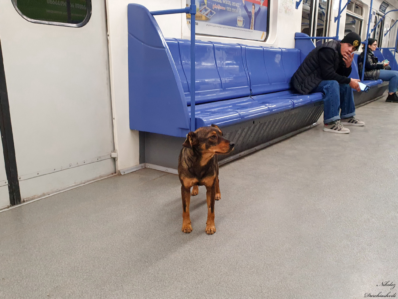 Thbilisi — Metro; Transport and animals