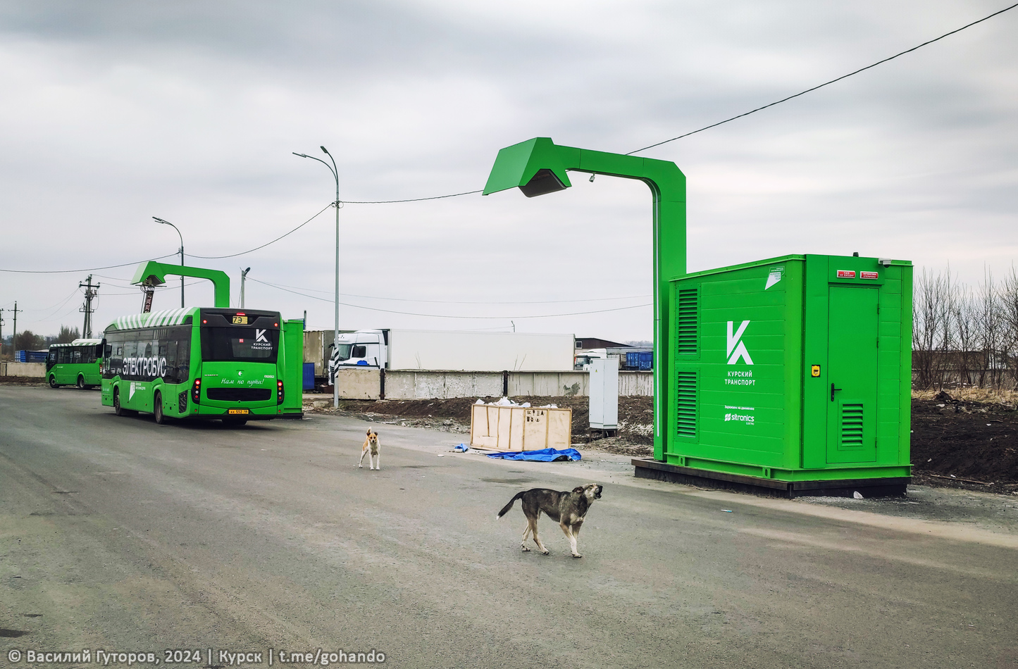 Kursk — Terminal stations; Transport and animals